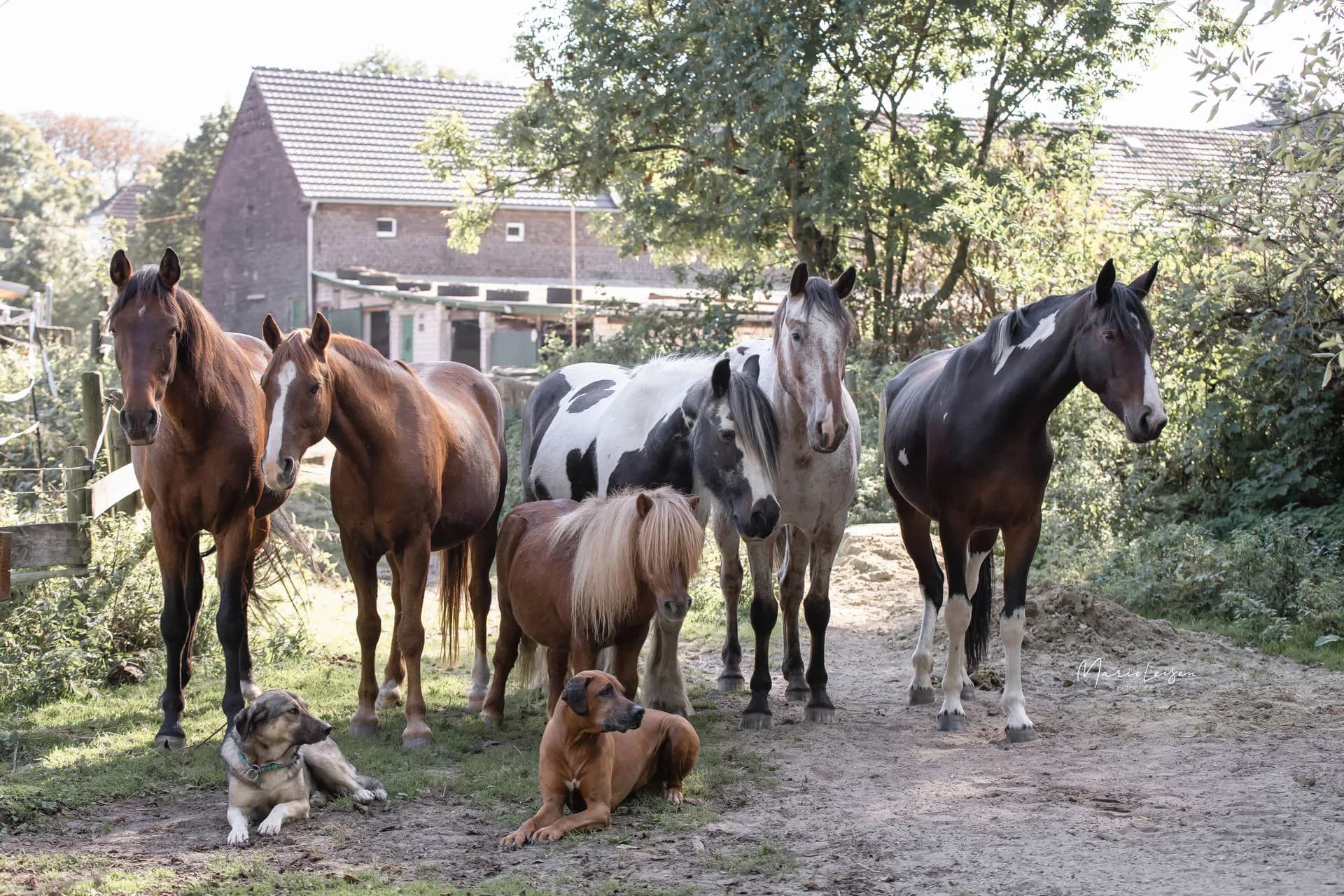 Die sechs Pferde der Herde stehen nebeneinander vor einem Backsteingebäude und schauen in die Kamera: ein Brauner, ein Fuchs mit Blesse, ein schwarz-weiß geschecktes Pferd, ein kleines Shetlandpony mit heller Mähne, ein hell gesprenkeltes Pferd und ein dunkles Pferd mit weißen Abzeichen. Vorn liegen zwei Hunde.